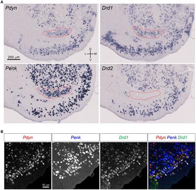 Endogenous opioids in the olfactory tubercle and their roles in olfaction and quality of life